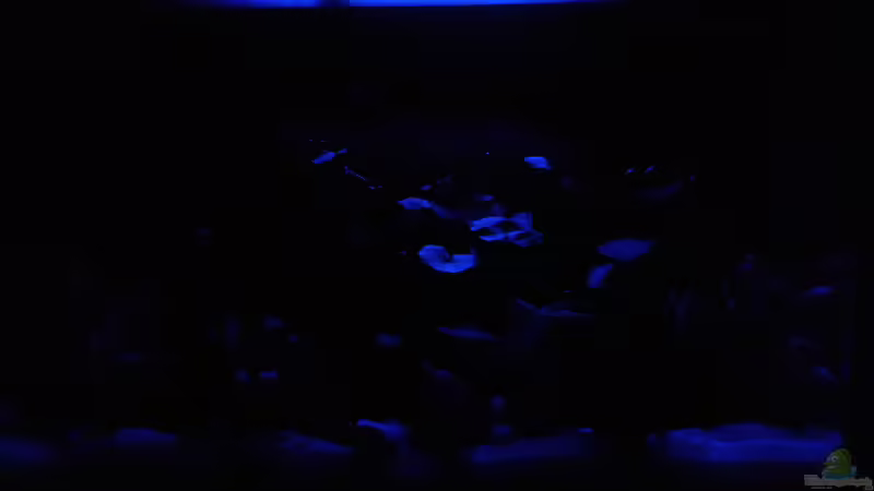 Mit Mondlicht von Glyzerine (17)