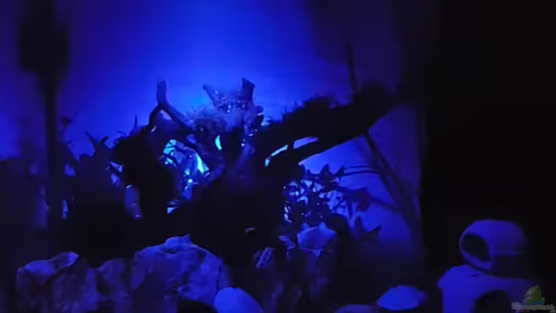 Mit Mondlicht von Neon (5)