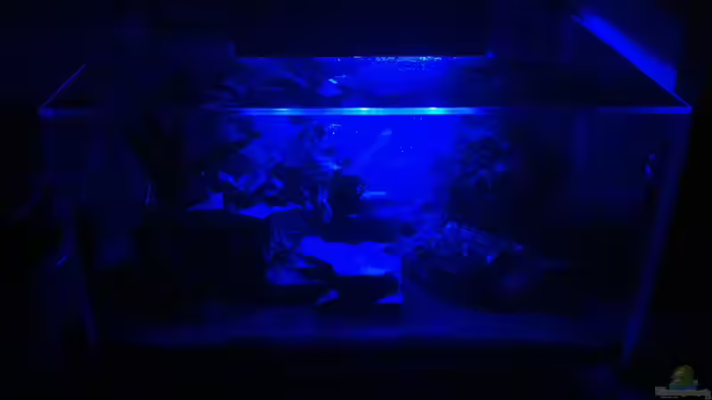 mit Mondlicht von Thomas Limberg (3)