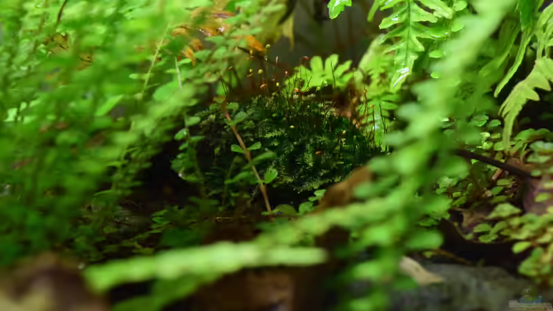 mit Moos bewachsene Kakaoschale von Junglist (39)