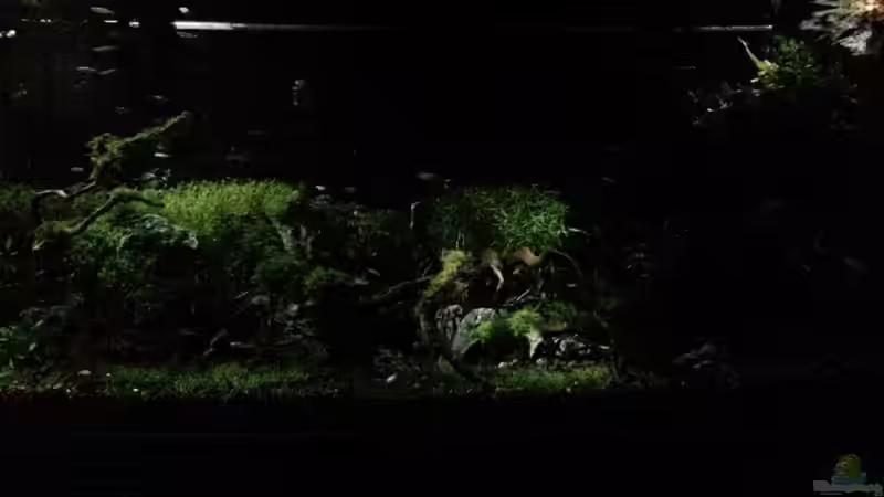 mit nacht beleuchtubg von Walde (7)