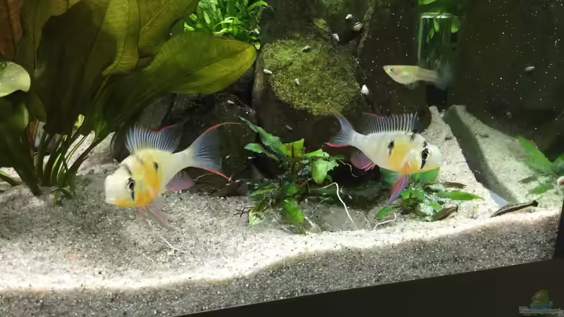 Mit Nachwuchs  von Sascha H. (17)