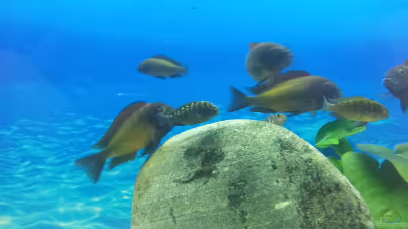 Mit Nachwuchs von Marcus_mck (15)