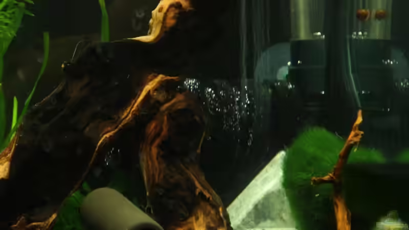 mit neuen Mopani ??stchen von Sebastian Wolff (4)