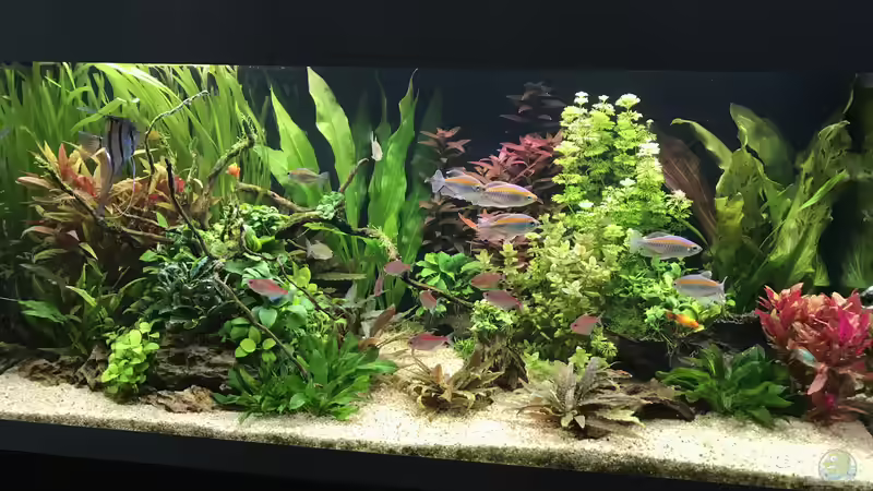 Mit neuer Beleuchtung intensivere Farben von Aerbsli (9)