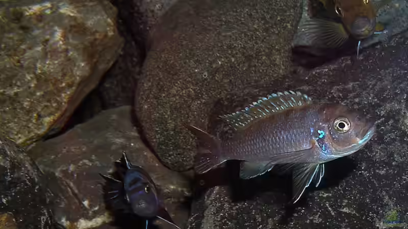 Mit neuer Cam-Einstellung (Unterwassermodus) geschossen 19.09.2011 von bossie1704 (101)