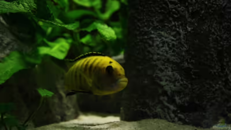 Mit neuer Cam von MDenzer (20)