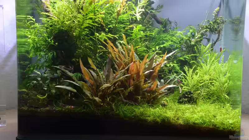 mit neuer Cryptocoryne petchii ´Pink´ Stand: 29.09.2016 (Mitte) von Gallius (9)