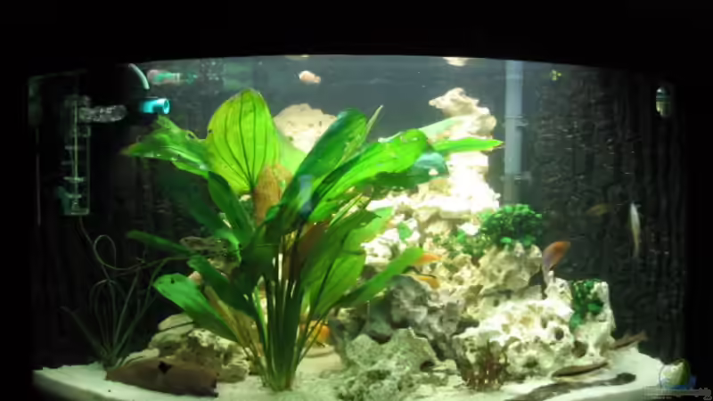 Mit Neuer Primärpflanze Echinodorus von Andreas Herbrich (1)