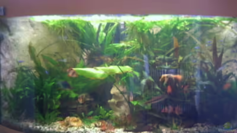 mit neuer Rückwand von Holger Freiwald (3)