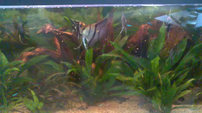 mit noch allen Skalaren neu 01.07.2006 von Thomas Fialkowski (3)