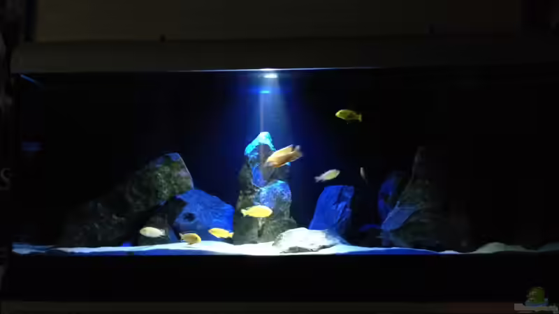 Mit normaler Beleuchtung von Lynex (7)