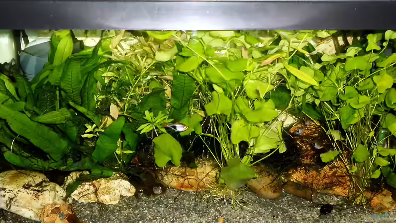 mit nur einer Juwel Nova-Lux LED-Röhre von odin 68 (72)