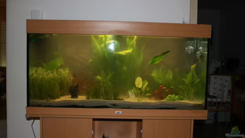 Mit Pflanzen von DanielaP (3)