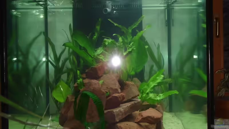 mit Pflanzen von der Seite von Roadrunner 68 (13)