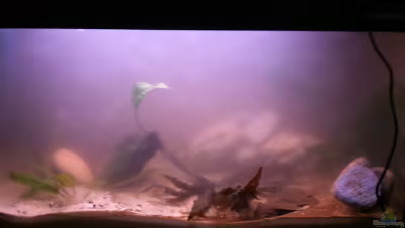 mit Pflanzen von Exotist (3)