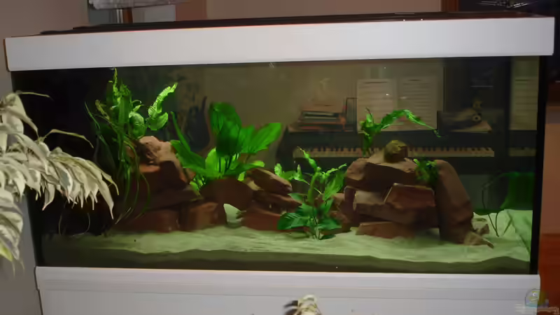 mit Pflanzen von hinten von Roadrunner 68 (14)