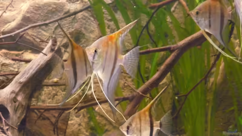 Mit rund 4 Monaten von DerImperator (26)