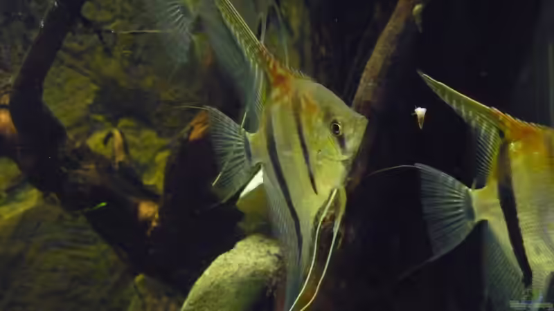 Mit rund 8 Monaten von DerImperator (31)