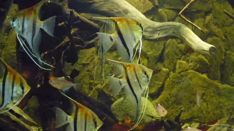 Mit rund 8 Monaten von DerImperator (32)