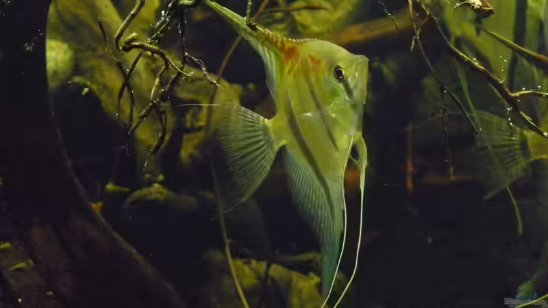 Mit rund 8 Monaten von DerImperator (33)