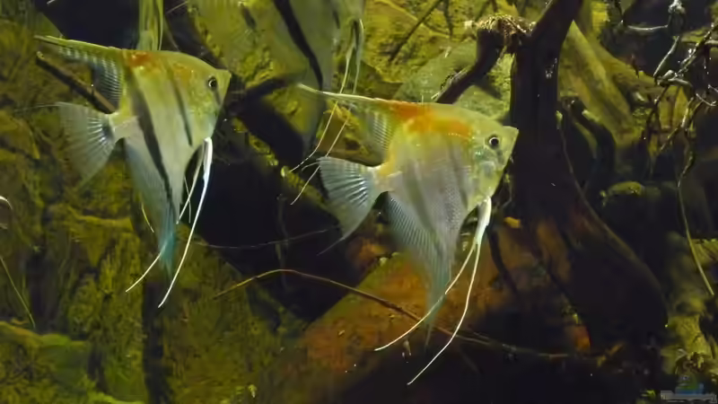 Mit rund 8 Monaten von DerImperator (34)