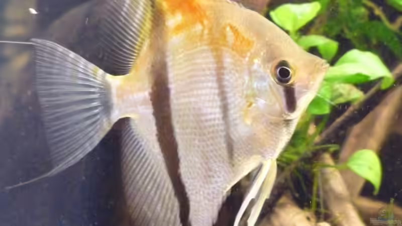 Mit rund 8 Monaten von DerImperator (35)