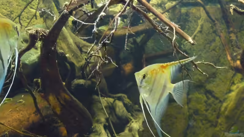 Mit rund 8 Monaten von DerImperator (36)