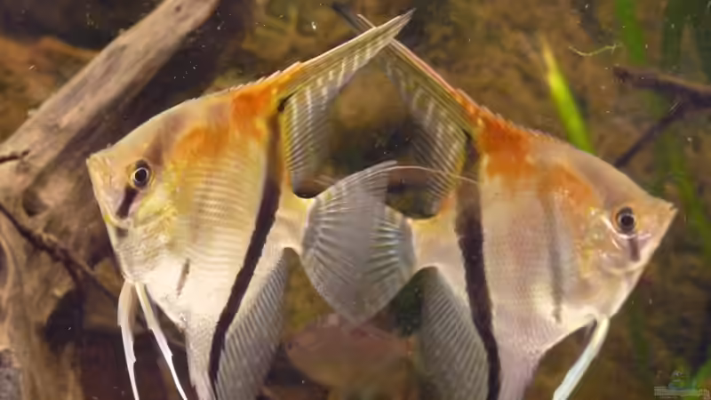 Mit rund 8 Monaten von DerImperator (37)