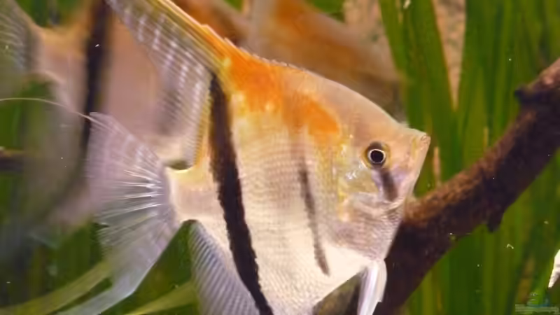 Mit rund 8 Monaten von DerImperator (38)