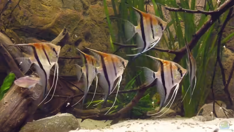 Mit rund 8 Monaten von DerImperator (39)