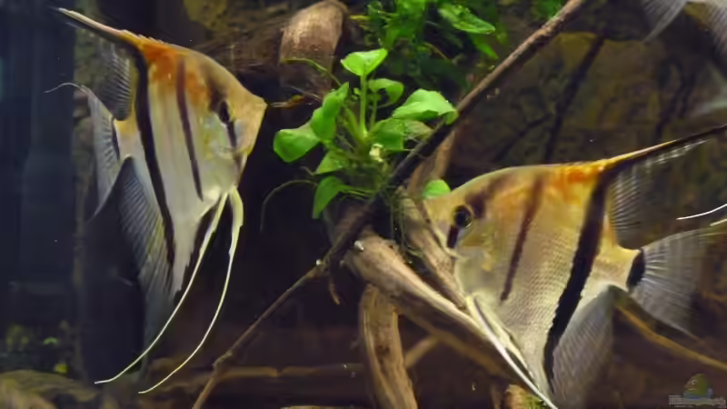 Mit rund 8 Monaten von DerImperator (40)