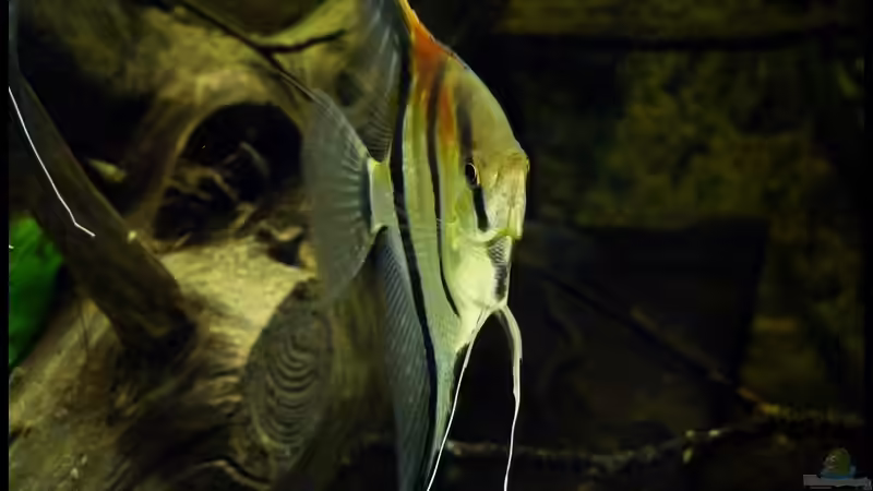 Mit rund 8 Monaten von DerImperator (42)