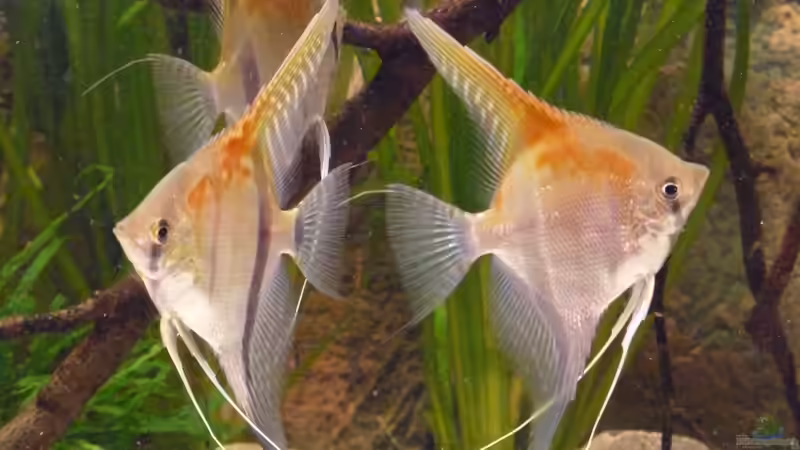 Mit rund 8 Monaten von DerImperator (43)