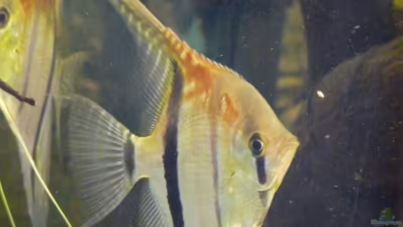 Mit rund 8 Monaten von DerImperator (44)