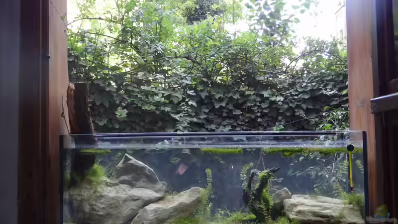 Mit Salix von paris (3)