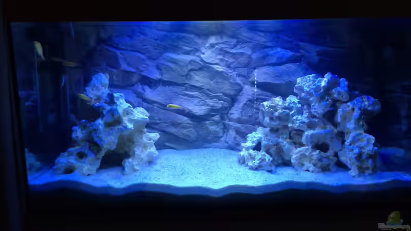 Mit Suneco 600 3 blau 3weiß von Gsigold (2)