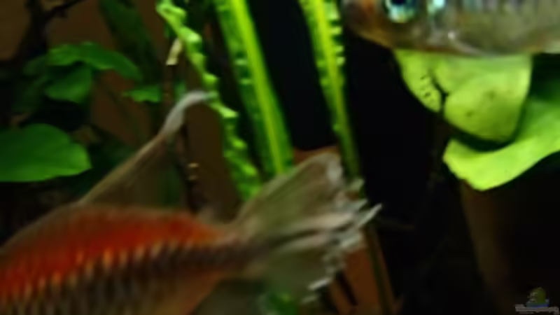 mit Unterwasserkamera abgelichtet von Pflanzennarr (55)