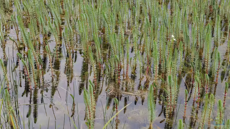 Mit Unterwasserpflanzen gegen die Algenplage