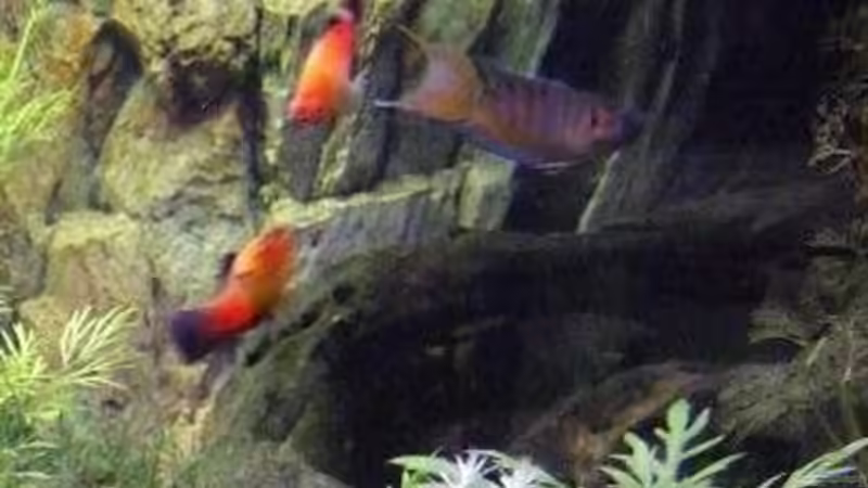 mit voller Pracht von Thomas Burger (8)