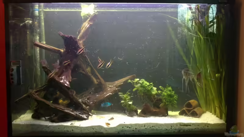 Mit Wasser aufgefüllt, leider noch sehr kahl von Pipp Amerika (7)