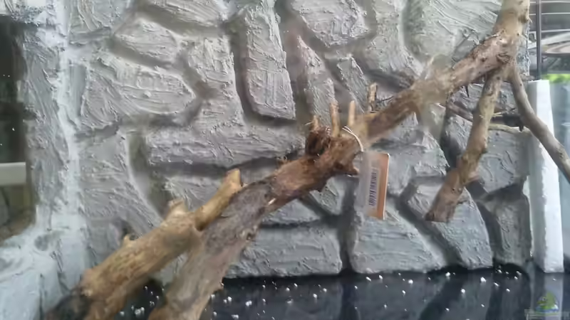 Mit Wurzel von Pasch (9)