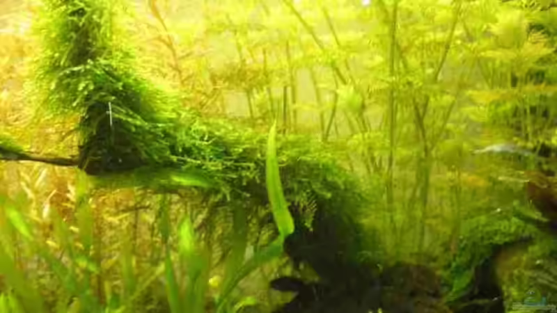 Mit X Mas Moos bewachsene Wurzel von CPeters (6)