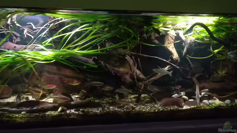 Mit Zuwachs von 17.09.2018 von der Theoretiker (42)