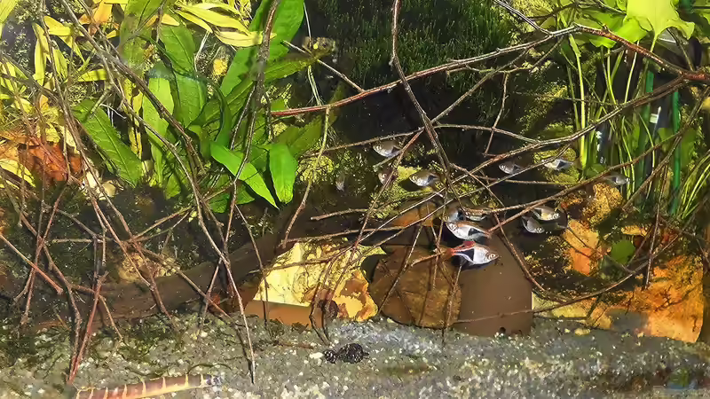 Mit zweige - stand April 2020  von odin 68 (91)