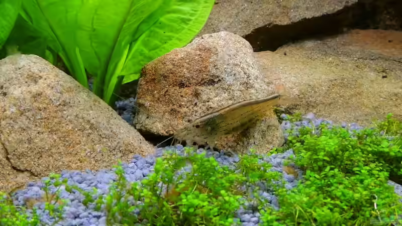 Mitarbeiter der Putzkolonne - Amanogarnele von Sambia (73)