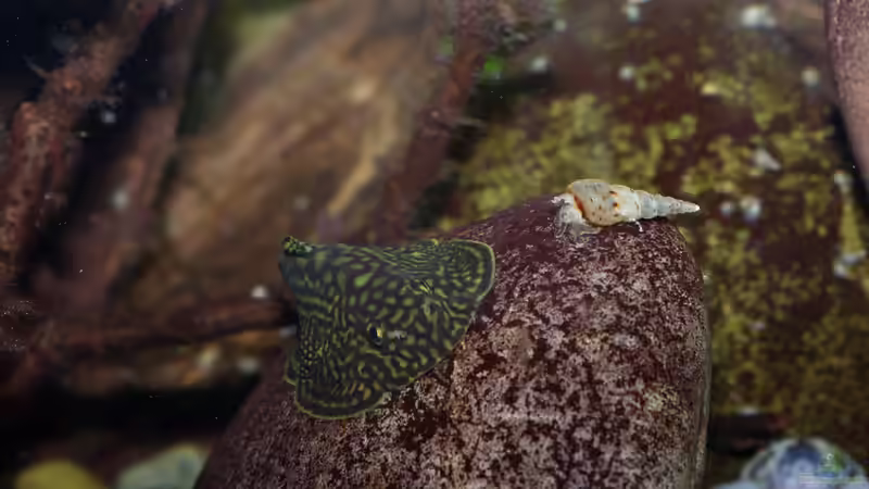 Mitbewohner von Nico NK (27)