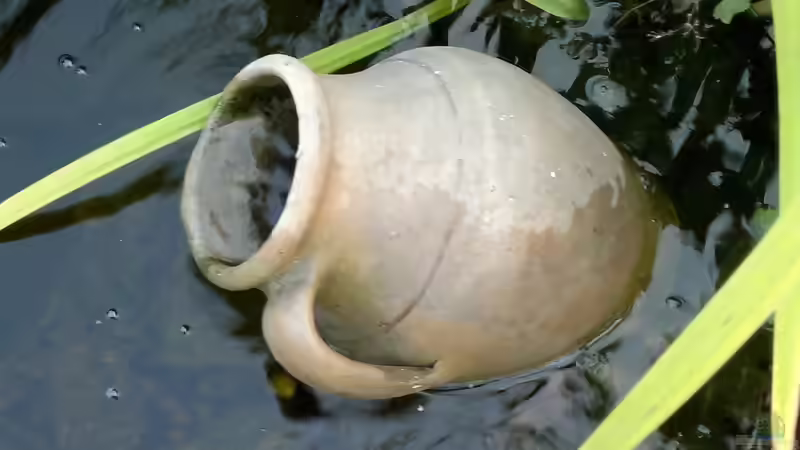 Mitbringsel aus Teneriffa im Einsatz von Sambia (39)