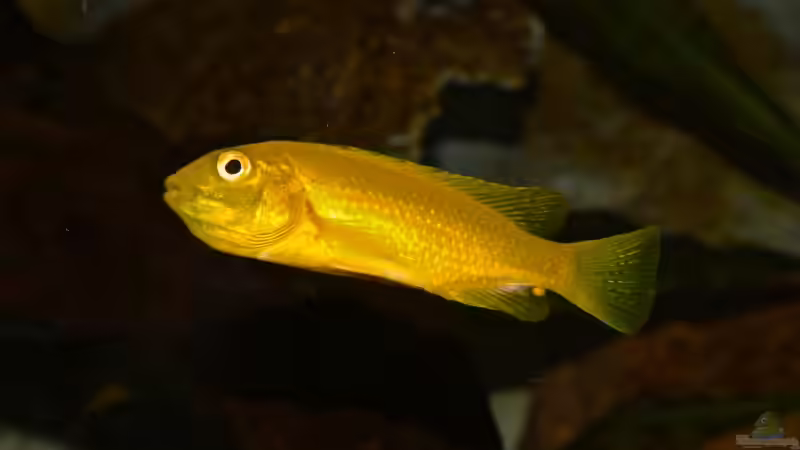 mitgebrachte Brut von Cruiser Bruno (104)