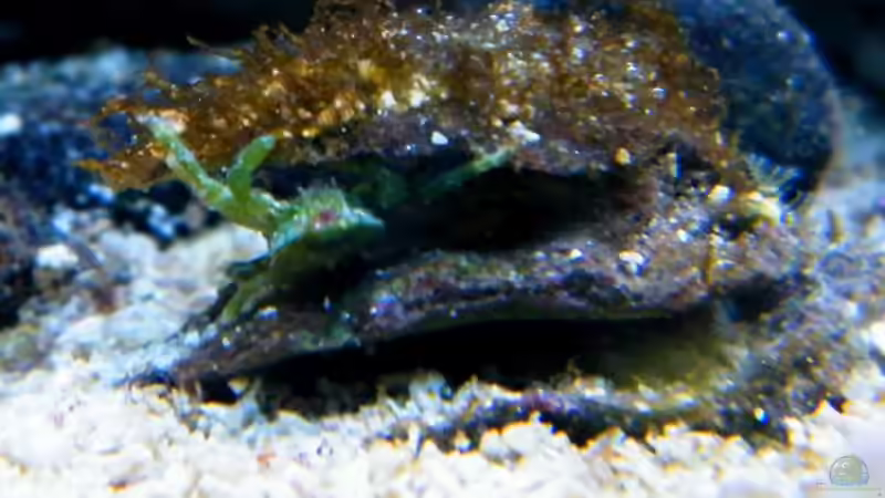 Mithraculus sculptus - Spinnenkrabbe von Malawigo (69)